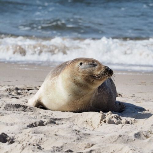 Wypłyń po Przygodę - Foka Pospolita